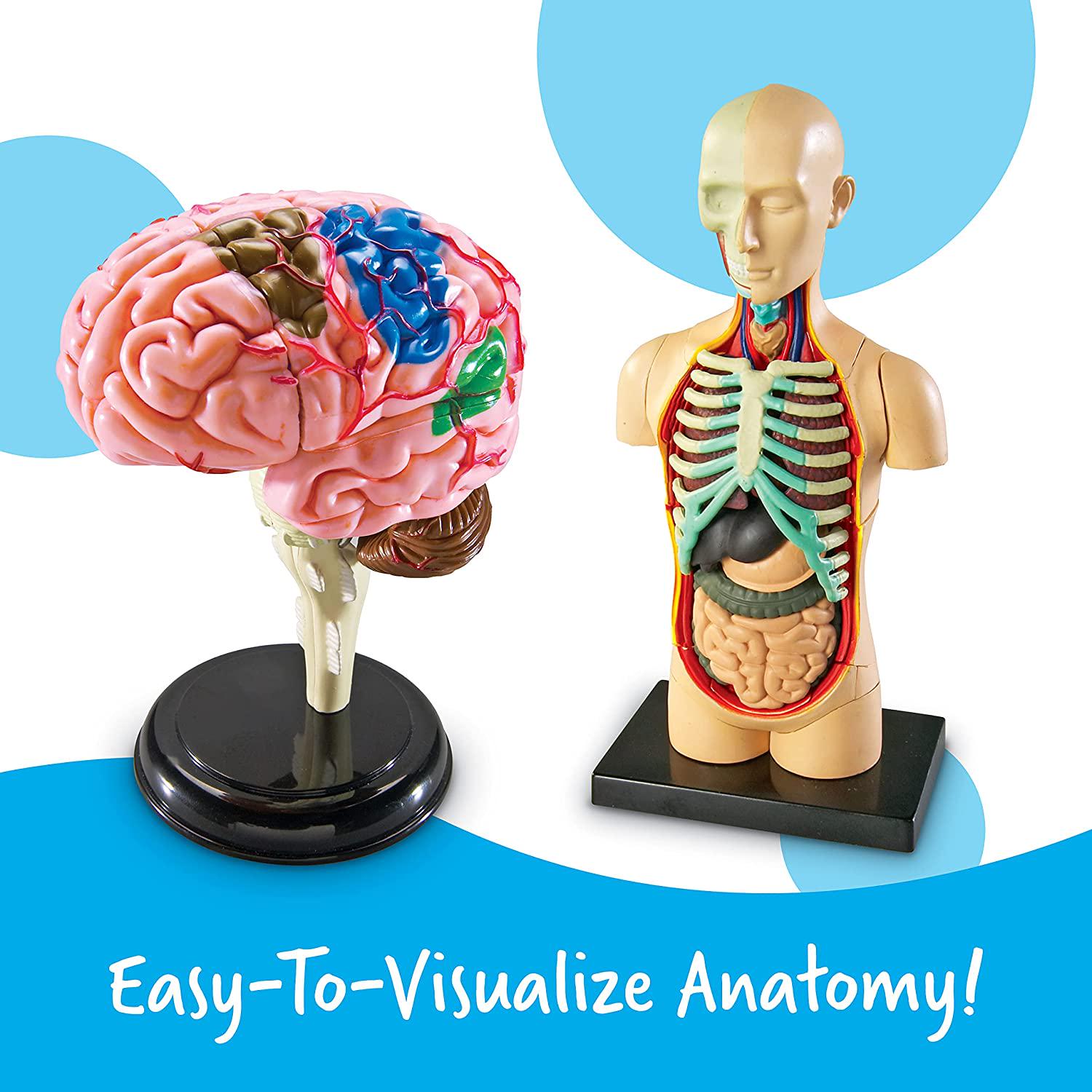 Learning Resources, Learning Resources Anatomy Models Bundle Set, Brain, Body, Heart, Skeleton, Classroom Demonstration Tools, Grades 3+/Ages 5+