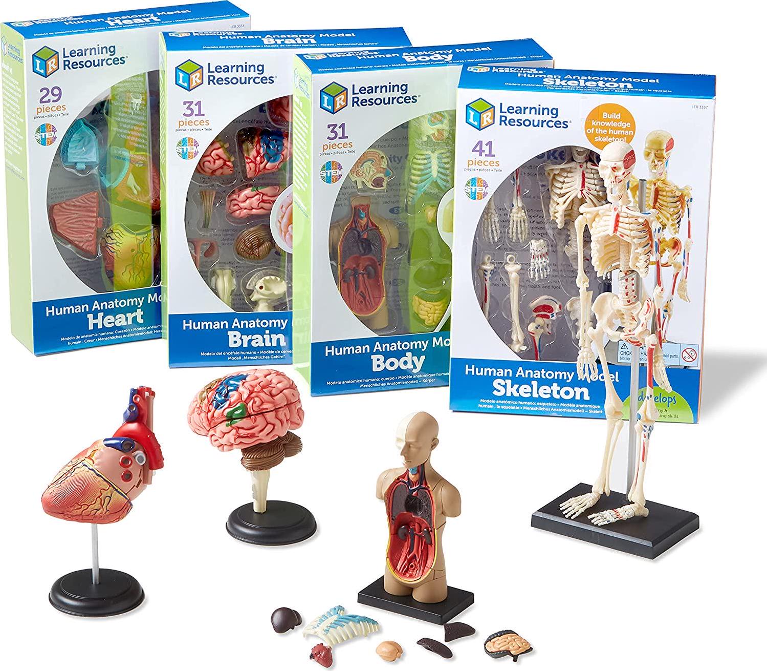 Learning Resources, Learning Resources Anatomy Models Bundle Set, Brain, Body, Heart, Skeleton, Classroom Demonstration Tools, Grades 3+/Ages 5+
